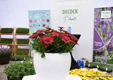 Osteospermum Gelato Cranberry van DeCock is one of their 17 own bred osteospermums of their Gelato series.